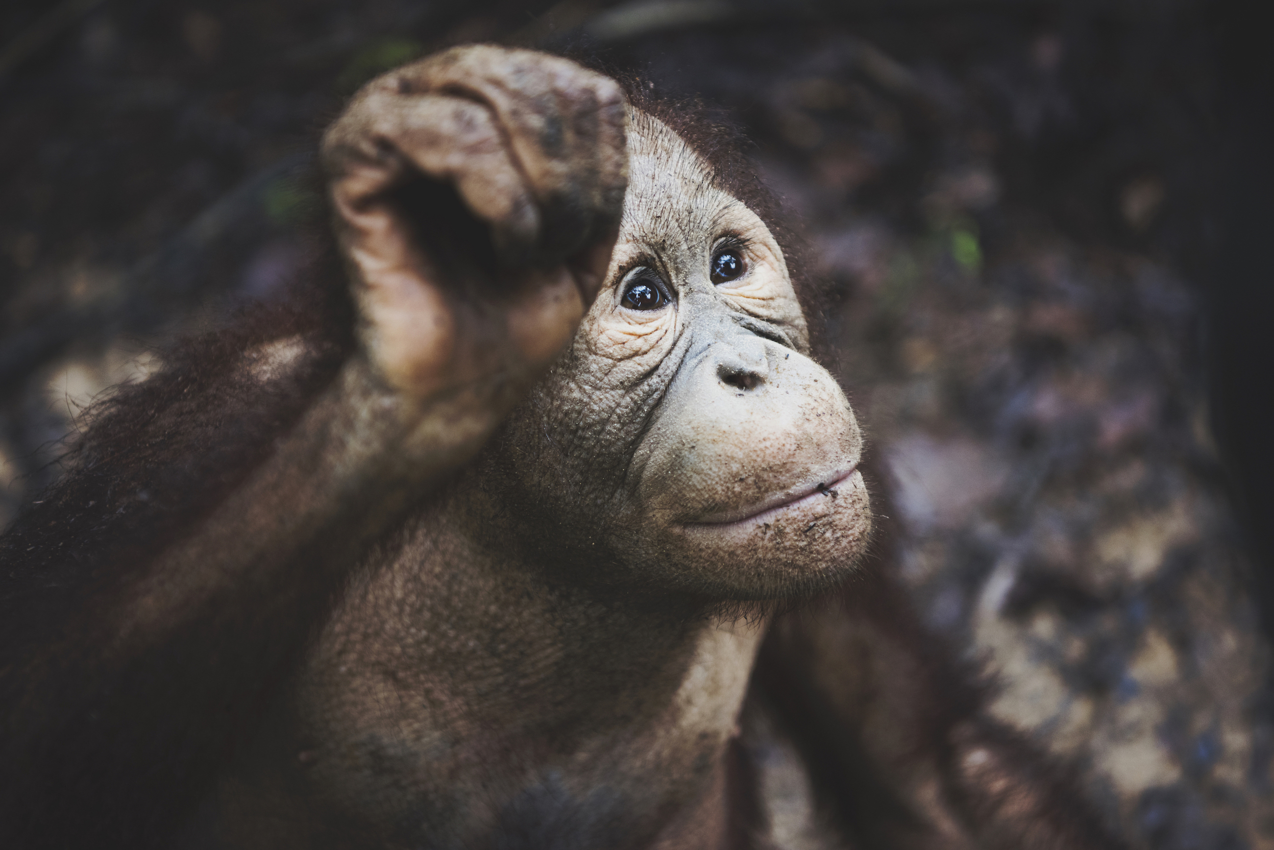Meeting Orangutans Somewhere in the Forests of Borneo