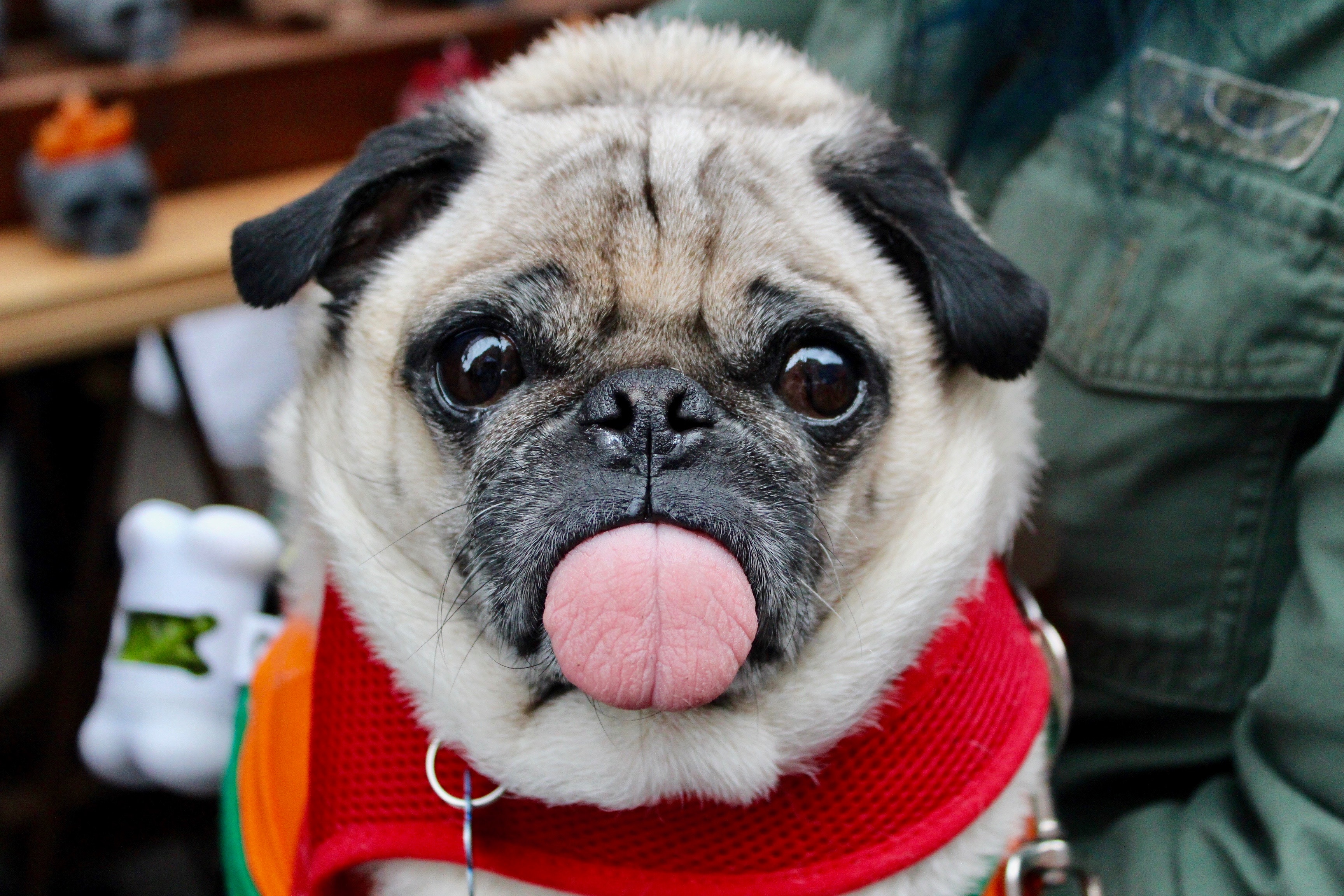 10 Tips for Taking the Best Photos of Your Pets